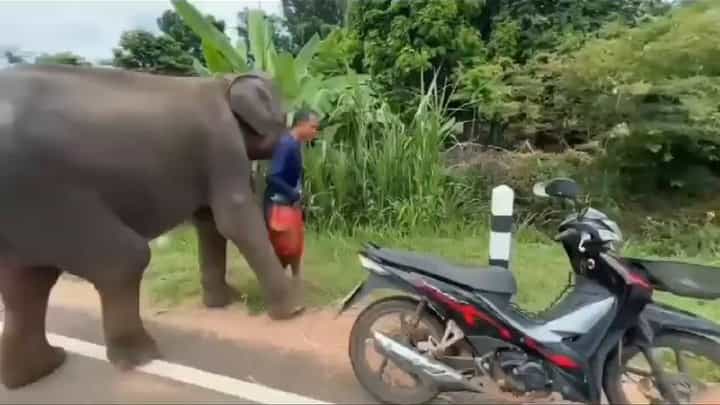 ಸಾಕಿದ ಮಾವುತ ಬಿಟ್ಟು ಹೊರಟಾಗ ಓಡೋಡಿ ಹೋಗಿ ಎಳೆದು ತಂದ ಆನೆ ಮರಿ; ಮುದ್ದಾದ ವಿಡಿಯೋ ವೈರಲ್ ಸಾಕಿದ ಮಾವುತ ಬಿಟ್ಟು ಹೊರಟಾಗ ಓಡೋಡಿ ಹೋಗಿ ಎಳೆದು ತಂದ ಆನೆ ಮರಿ; ಮುದ್ದಾದ ವಿಡಿಯೋ ವೈರಲ್