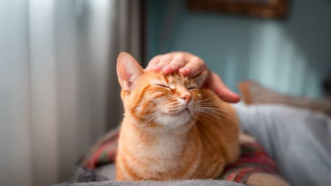 Heart Attack in Cats: ಬೆಕ್ಕುಗಳಲ್ಲಿ ಹೃದಯಾಘಾತವಾಗಲು ಕಾರಣವೇನು? ಲಕ್ಷಣಗಳೇನು ತಿಳಿದುಕೊಳ್ಳಿ Heart Attack in Cats: ಬೆಕ್ಕುಗಳಲ್ಲಿ ಹೃದಯಾಘಾತವಾಗಲು ಕಾರಣವೇನು? ಲಕ್ಷಣಗಳೇನು ತಿಳಿದುಕೊಳ್ಳಿ