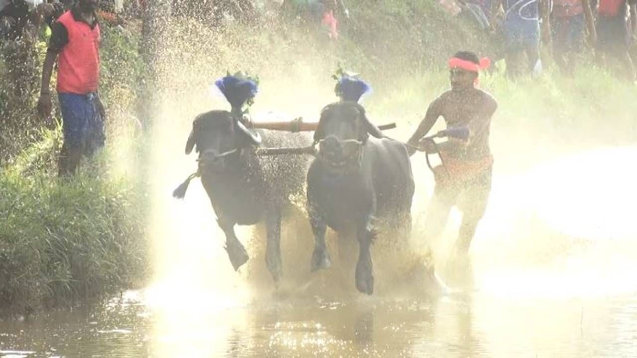 ವಂಡಾರಿನಲ್ಲಿ ಕಂಬಳ ಕೇವಲ ಮನೋರಂಜನೆ ಮಾತ್ರವಲ್ಲ, ಇದು ಜನರ ನಂಬಿಕೆಯ ಆಚರಣೆ. ಸಾವಿರ ವರ್ಷಗಳ ಇತಿಹಾಸವಿರುವ ಈ ಕಂಬಳ ಇನ್ನಷ್ಟು ಸಹಸ್ರ ವರ್ಷಗಳ ಕಾಲ ನಡೆಯಲಿ ಎನ್ನುವುದೇ ಎಲ್ಲರ ಆಶಯವಾಗಿದೆ.
