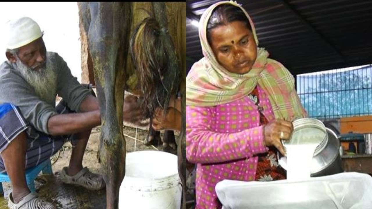 ಚಿಕ್ಕಬಳ್ಳಾಪುರದಲ್ಲಿ ಹಾಲು ಉತ್ಪಾದನೆಯಲ್ಲಿ ಕುಂಠಿತ: ಹೈನೋದ್ಯಮದಿಂದ ವಿಮುಖರಾಗುತ್ತಿದ್ದಾರಾ ರೈತರು? ಚಿಕ್ಕಬಳ್ಳಾಪುರದಲ್ಲಿ ಹಾಲು ಉತ್ಪಾದನೆಯಲ್ಲಿ ಕುಂಠಿತ: ಹೈನೋದ್ಯಮದಿಂದ ವಿಮುಖರಾಗುತ್ತಿದ್ದಾರಾ ರೈತರು?