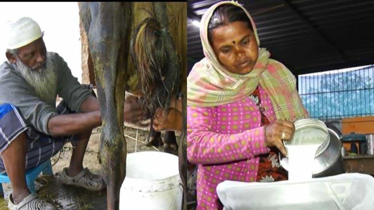 ಚಿಕ್ಕಬಳ್ಳಾಪುರದಲ್ಲಿ ಹಾಲು ಉತ್ಪಾದನೆಯಲ್ಲಿ ಕುಂಠಿತ: ಹೈನೋದ್ಯಮದಿಂದ ವಿಮುಖರಾಗುತ್ತಿದ್ದಾರಾ ರೈತರು? ಚಿಕ್ಕಬಳ್ಳಾಪುರದಲ್ಲಿ ಹಾಲು ಉತ್ಪಾದನೆಯಲ್ಲಿ ಕುಂಠಿತ: ಹೈನೋದ್ಯಮದಿಂದ ವಿಮುಖರಾಗುತ್ತಿದ್ದಾರಾ ರೈತರು?