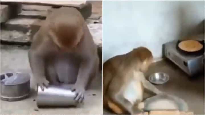 ಕೋತಿ ಚಪಾತಿಯನ್ನೂ ಮಾಡುತ್ತೆ, ಪಾತ್ರೆಯನ್ನೂ ತೊಳೆಯುತ್ತೆ; ಈ ರಾಣಿ ಈಗ ಸೋಷಿಯಲ್ ಮೀಡಿಯಾ ಸ್ಟಾರ್ ಕೋತಿ ಚಪಾತಿಯನ್ನೂ ಮಾಡುತ್ತೆ, ಪಾತ್ರೆಯನ್ನೂ ತೊಳೆಯುತ್ತೆ; ಈ ರಾಣಿ ಈಗ ಸೋಷಿಯಲ್ ಮೀಡಿಯಾ ಸ್ಟಾರ್