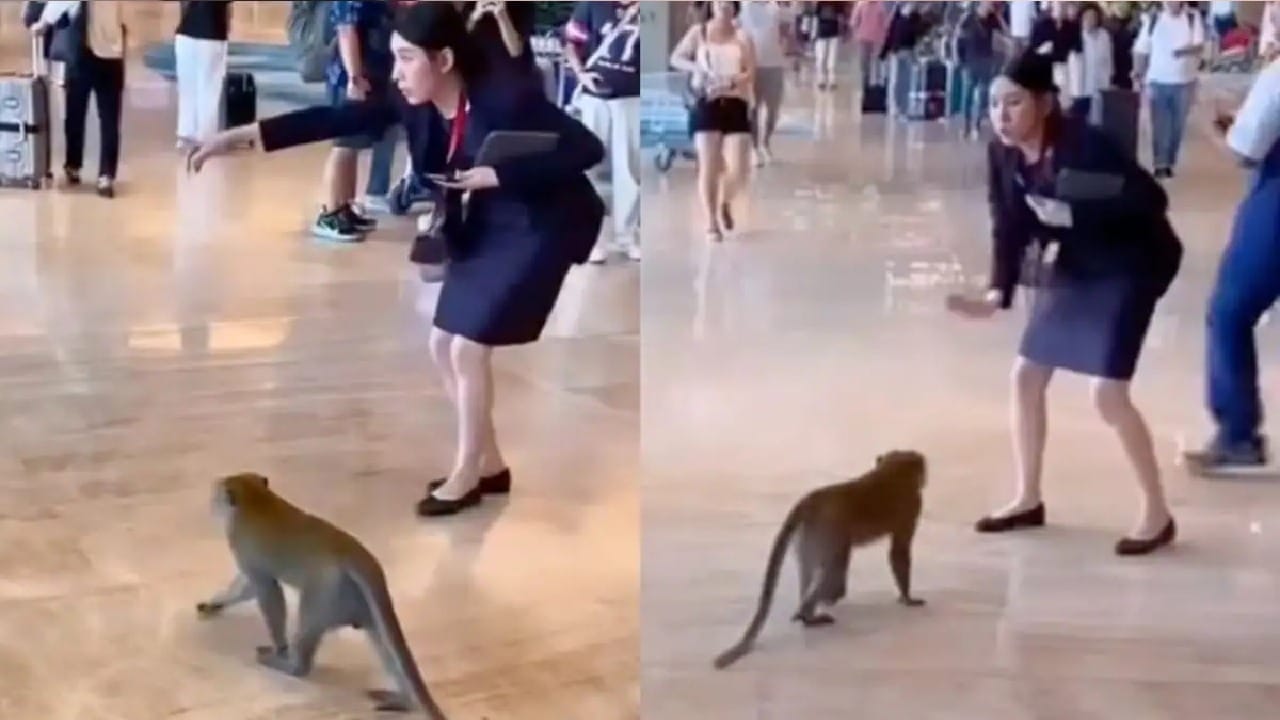 Monkey Riot ಸಿಂಗಾಪುರ್ ವಿಮಾನ ನಿಲ್ದಾಣಕ್ಕೆ ನುಗ್ಗಿದ ಕೋತಿ; ಸಿಬ್ಬಂದಿ ಮಾಡಿದ್ದೇನು ...