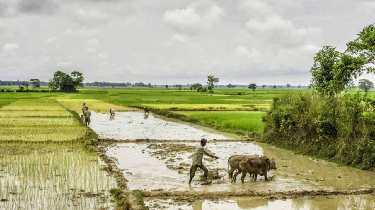 National Farmers Day 2024: ರಾಷ್ಟ್ರೀಯ ರೈತರ ದಿನವನ್ನು ಆಚರಿಸುವುದು ಏಕೆ? ಈ ವಿಶೇಷ ದಿನದ ಇತಿಹಾಸ ಮತ್ತು ಮಹತ್ವವನ್ನು ತಿಳಿಯಿರಿ