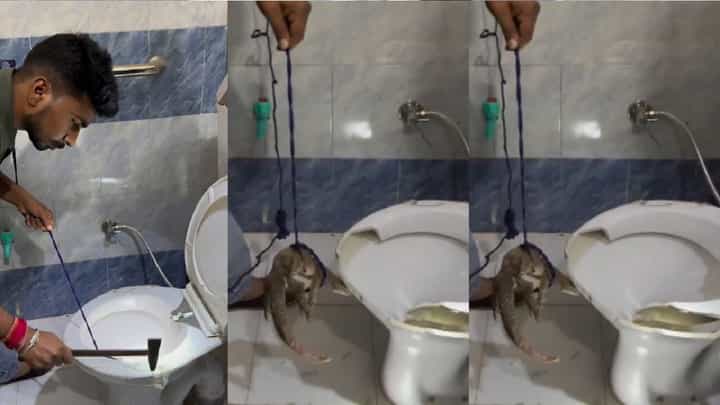 ಟಾಯ್ಲೆಟ್ ಕಮೋಡ್ ಒಳಗಿಂದ ಹೊರಬಂದ ಉಡದ ಮರಿ! ಟಾಯ್ಲೆಟ್ ಕಮೋಡ್ ಒಳಗಿಂದ ಹೊರಬಂದ ಉಡದ ಮರಿ!