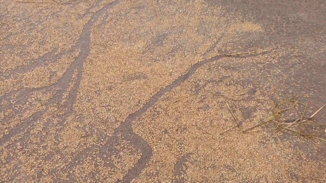 Fengal cyclone effect: Paddy growers of Koppal are worried, rain water is entering and spoiling the crop