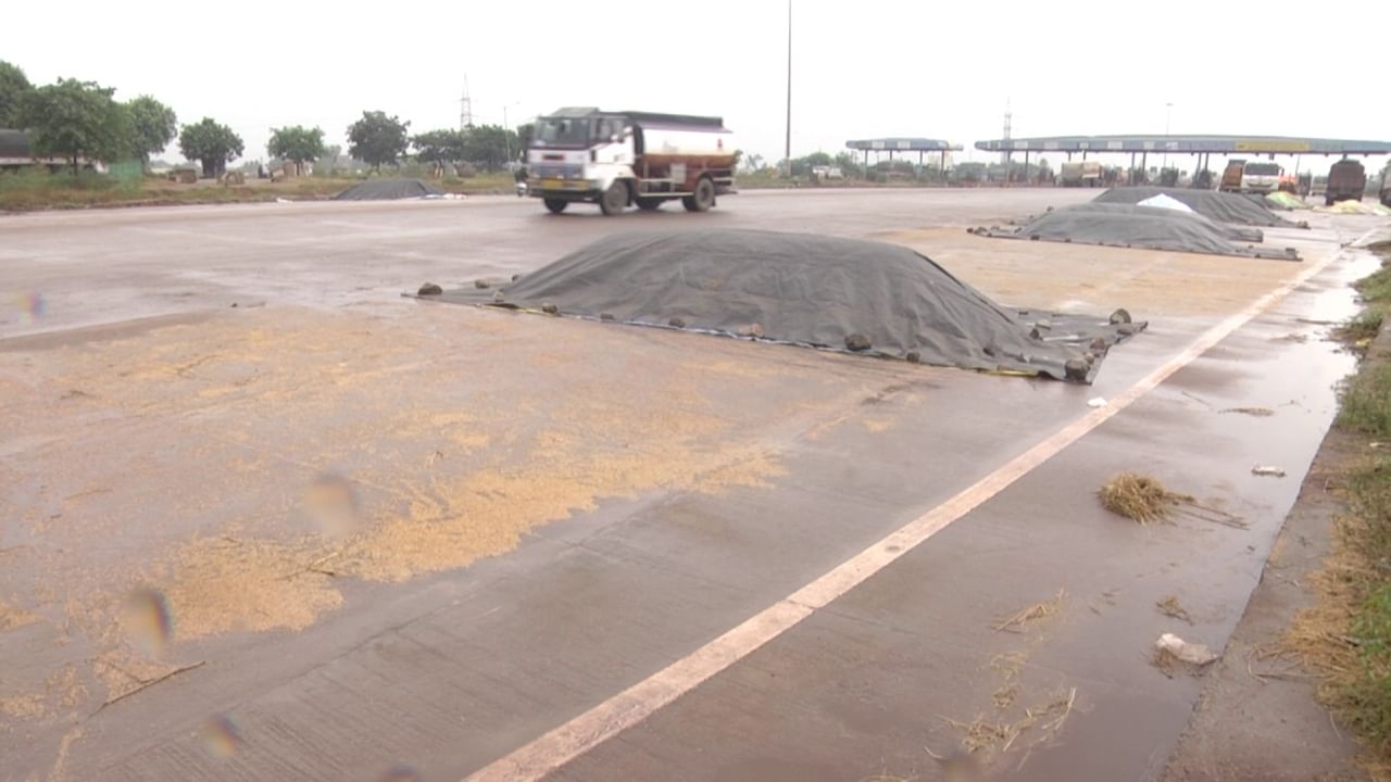 Fengal cyclone effect: Paddy growers of Koppal are worried, rain water is entering and spoiling the crop