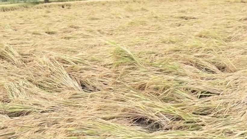 ಫೆಂಗಲ್ಗೆ ರಾಯಚೂರು ರೈತರು ಕಂಗಾಲ್: ನೆಲಕಚ್ಚಿದ ಭತ್ತ..ಕಟಾವು ಮಷಿನ್ ದರ ದುಪ್ಪಟ್ಟು