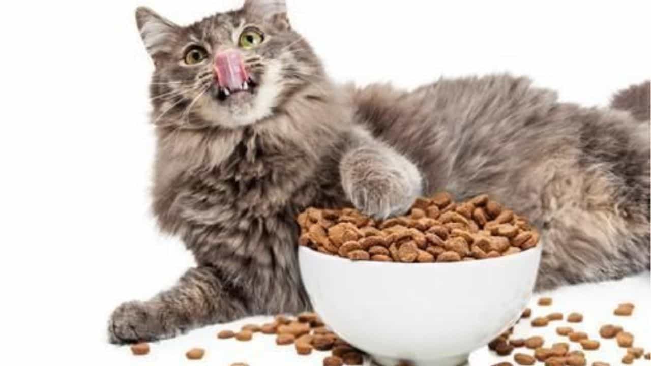 Pet food ತಿಂದು ಹಕ್ಕಿ ಜ್ವರಕ್ಕೆ ತುತ್ತಾಗಿ ಸಾವನ್ನಪ್ಪಿದ ಬೆಕ್ಕು, ಅಧ್ಯಯನದಿಂದ ದೃಢ Pet food ತಿಂದು ಹಕ್ಕಿ ಜ್ವರಕ್ಕೆ ತುತ್ತಾಗಿ ಸಾವನ್ನಪ್ಪಿದ ಬೆಕ್ಕು, ಅಧ್ಯಯನದಿಂದ ದೃಢ