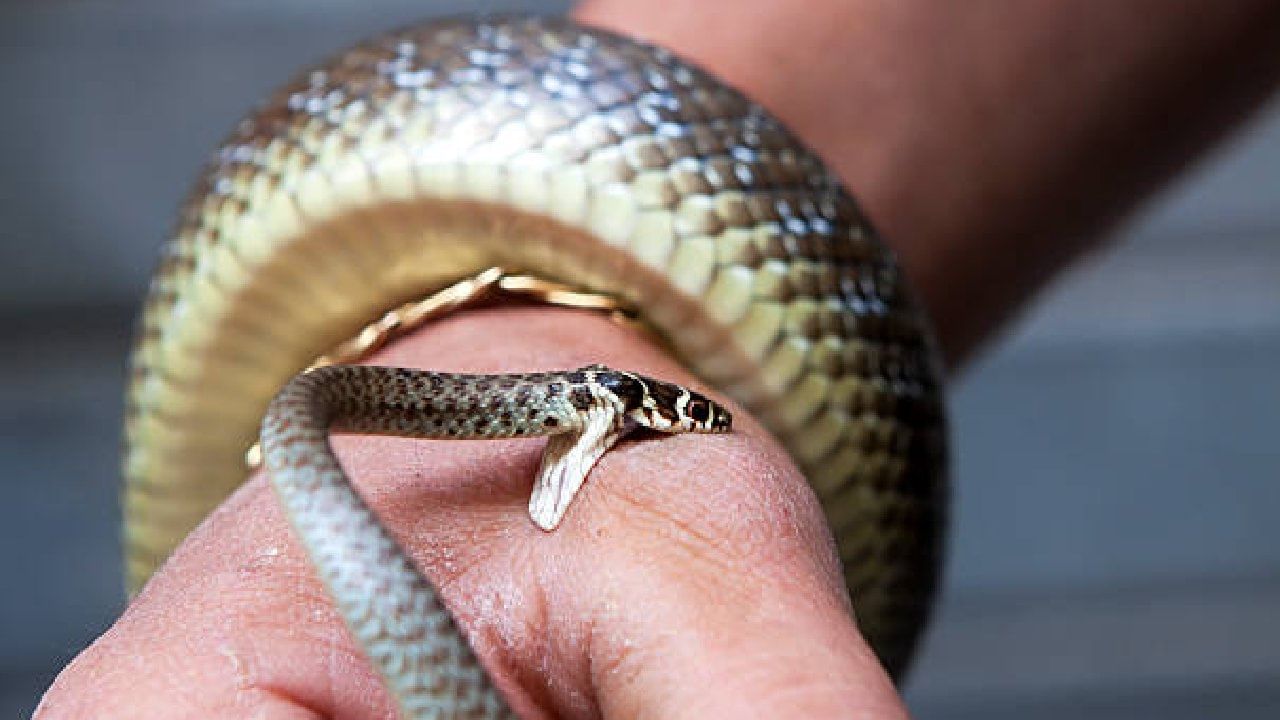 ಹಾವಿನ ದ್ವೇಷ; ಆಸ್ಪತ್ರೆಯಲ್ಲಿದ್ದರೂ ಬಿಡದೆ 5 ವರ್ಷದಲ್ಲಿ 11 ಬಾರಿ ಯುವತಿಗೆ ಕಚ್ಚಿದ ಸರ್ಪ