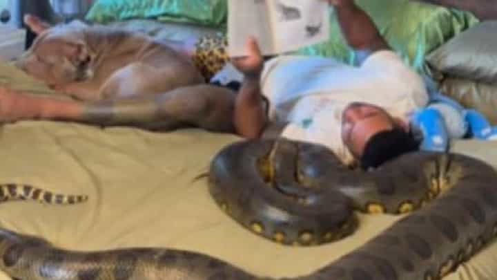ಬೃಹತ್ ಗಾತ್ರದ ಹೆಬ್ಬಾವಿನ ಜೊತೆ ಮಲಗಿ ಪುಸ್ತಕ ಓದುತ್ತಿರುವ ವ್ಯಕ್ತಿ! ಬೃಹತ್ ಗಾತ್ರದ ಹೆಬ್ಬಾವಿನ ಜೊತೆ ಮಲಗಿ ಪುಸ್ತಕ ಓದುತ್ತಿರುವ ವ್ಯಕ್ತಿ!