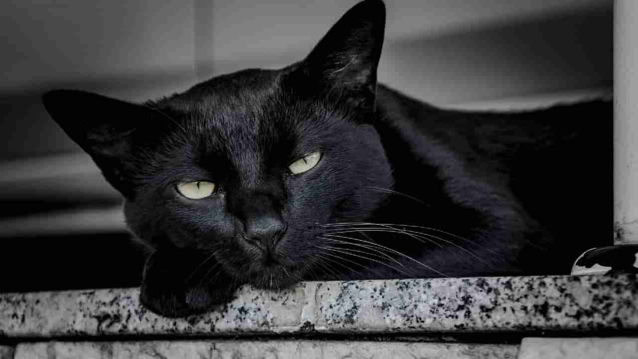 Black Cat: ಎದ್ದ ತಕ್ಷಣ ಕಪ್ಪು ಬೆಕ್ಕು ಕಂಡರೆ ಅಶುಭದ ಸಂಕೇತನಾ? ವಾಸ್ತುತಜ್ಞ ಹಿತೇಂದ್ರ ಶರ್ಮಾ ನೀಡಿರುವ ಸಲಹೆ ಇಲ್ಲಿದೆ