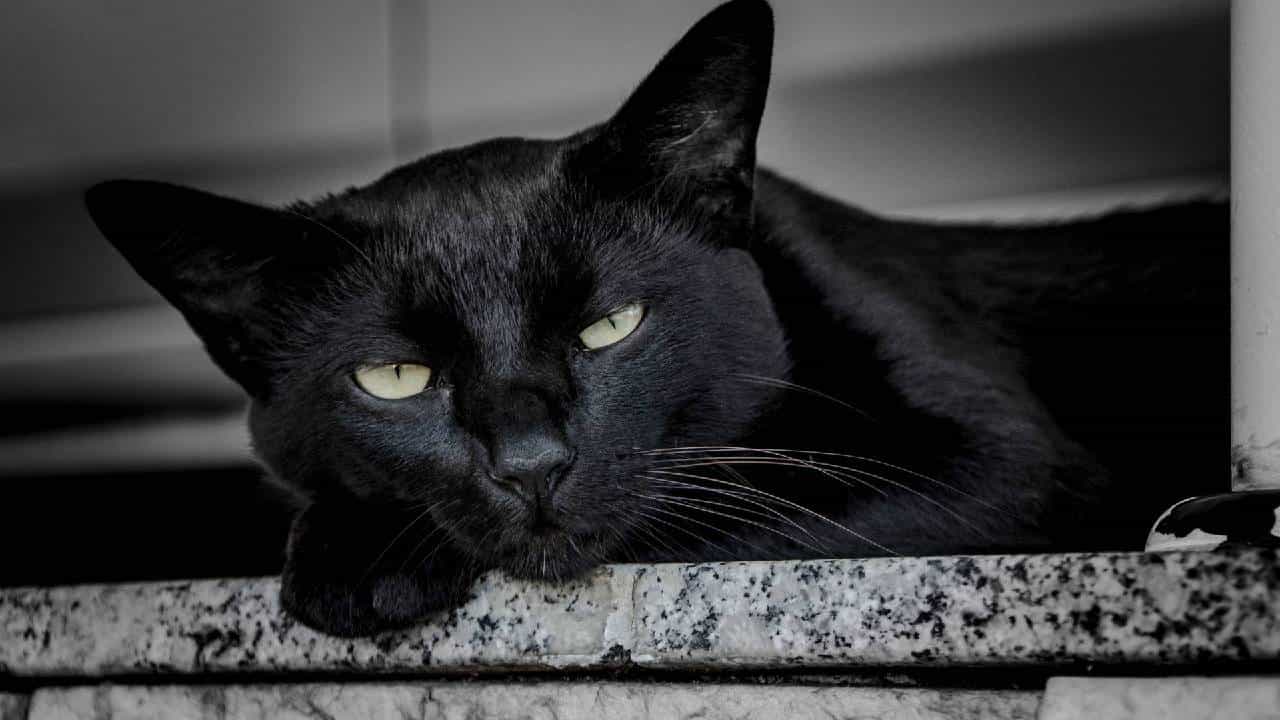 Black Cat: ಎದ್ದ ತಕ್ಷಣ ಕಪ್ಪು ಬೆಕ್ಕು ಕಂಡರೆ ಅಶುಭದ ಸಂಕೇತನಾ? ವಾಸ್ತುತಜ್ಞ ಹಿತೇಂದ್ರ ಶರ್ಮಾ ನೀಡಿರುವ ಸಲಹೆ ಇಲ್ಲಿದೆ Black Cat: ಎದ್ದ ತಕ್ಷಣ ಕಪ್ಪು ಬೆಕ್ಕು ಕಂಡರೆ ಅಶುಭದ ಸಂಕೇತನಾ? ವಾಸ್ತುತಜ್ಞ ಹಿತೇಂದ್ರ ಶರ್ಮಾ ನೀಡಿರುವ ಸಲಹೆ ಇಲ್ಲಿದೆ