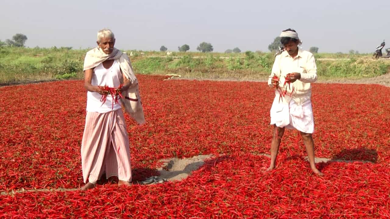 ಬಳ್ಳಾರಿ: ಮೆಣಸಿನಕಾಯಿ ಬೆಲೆ ದಿಢೀರ್ ಕುಸಿತ, ರೈತರು ಕಂಗಾಲು