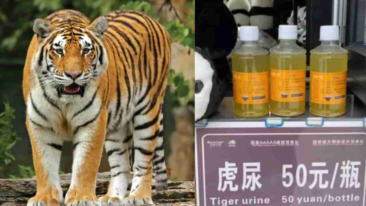 ಬಾಟಲ್ಗೆ ಕೇವಲ 600 ರೂ; ಹುಲಿಯ ಮೂತ್ರ ಮಾರಾಟ ಮಾಡಿ ಹಣ ಗಳಿಸುತ್ತಿರುವ ಮೃಗಾಲಯ