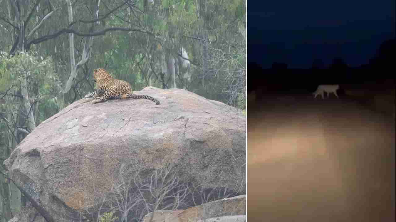 ಬೆಂಗಳೂರಿಗೂ ಕಾಲಿಟ್ಟ ಚಿರತೆ: ಈ ಏರಿಯಾಕ್ಕೆ ಹೋಗಲು ಕ್ಯಾಬ್, ಆಟೋ, ಡೆಲಿವರಿ ಬಾಯ್ಸ್ ಹಿಂದೇಟು!