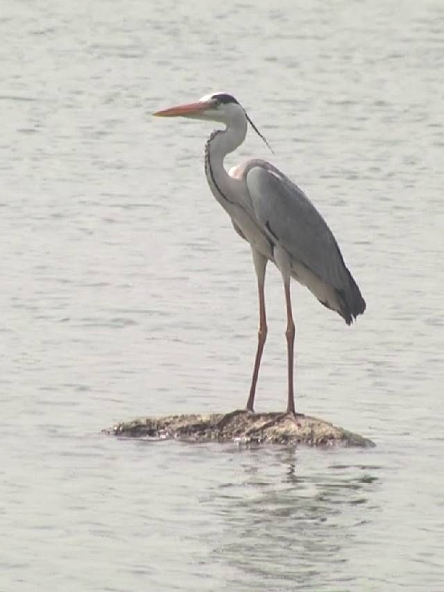 ಚಿತ್ರದುರ್ಗ ಜನರ ಮನ ತಣಿಸುತ್ತಿವೆ ವಲಸೆ ಹಕ್ಕಿಗಳು