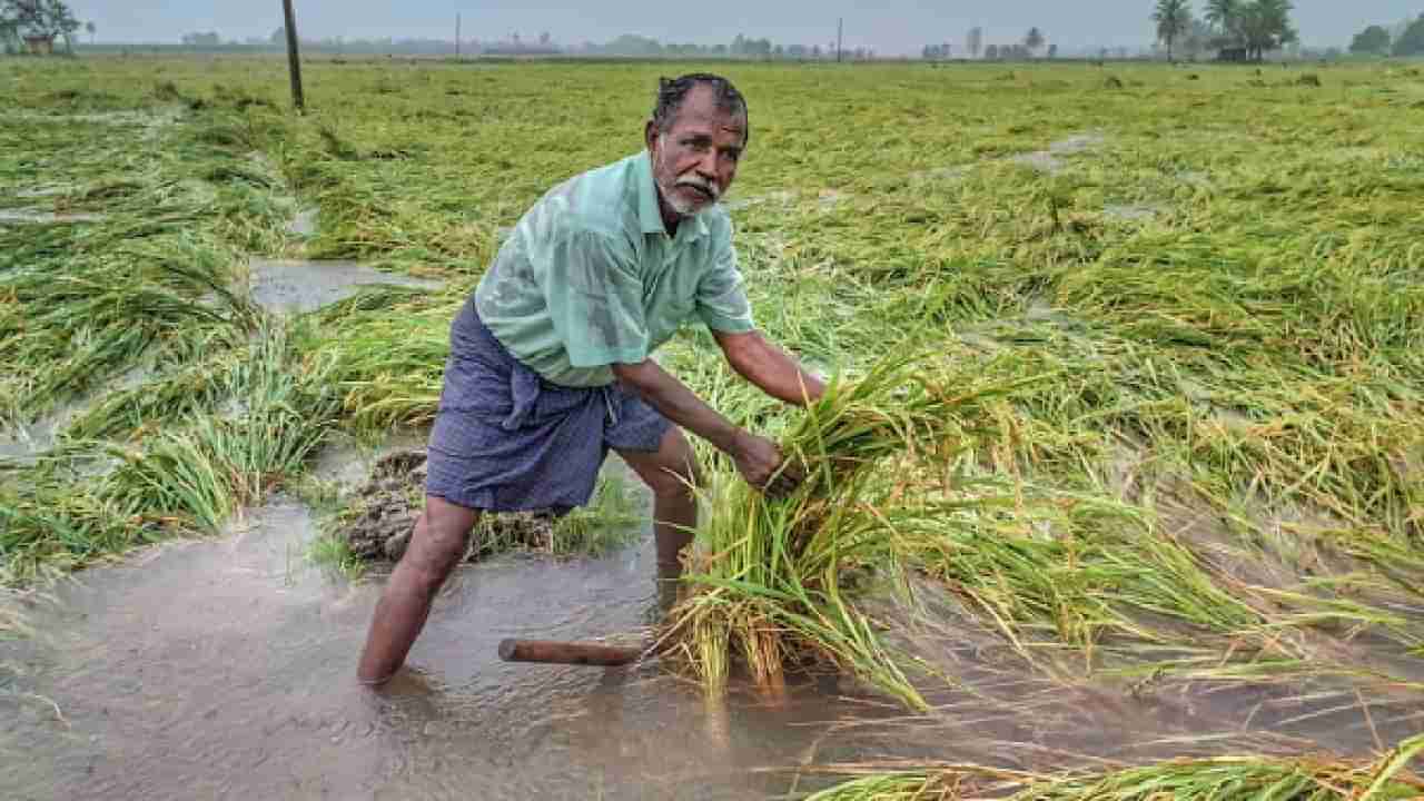 ರೈತರಿಗೆ ಖುಷಿ ಸುದ್ದಿ; ಪ್ರಧಾನ ಮಂತ್ರಿ ಫಸಲ್ ಬಿಮಾ, ಬೆಳೆ ವಿಮಾ ಯೋಜನೆಯ ಮುಂದುವರಿಕೆಗೆ ಕೇಂದ್ರ ಸಂಪುಟ ಅನುಮೋದನೆ