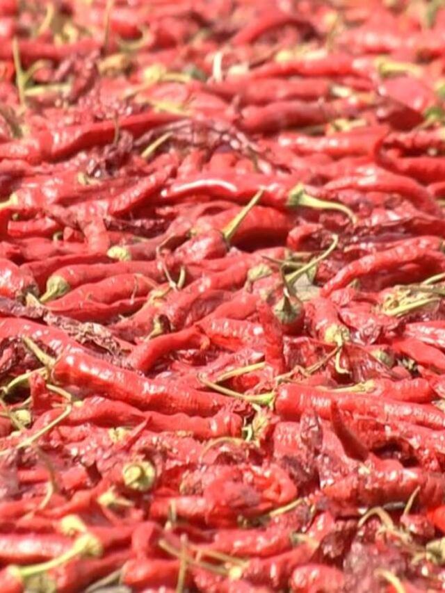 ಕೆಂಪು ಸುಂದರಿ ಮೆಣಸಿನಕಾಯಿ ಬೆಲೆಯಲ್ಲಿ ಗಣನೀಯ ಇಳಿಕೆ