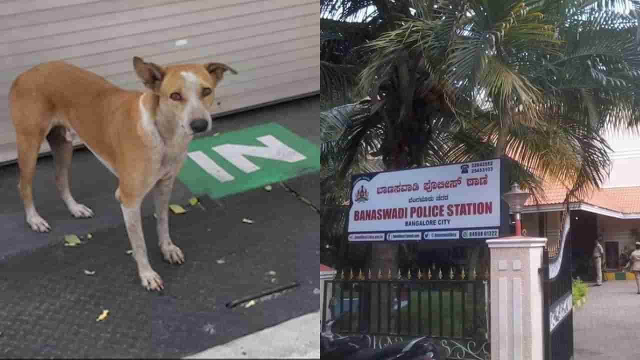 ಬೆಂಗಳೂರು: ಕಾಣೆಯಾದ ಬೀದಿ ನಾಯಿಗಾಗಿ ಪೊಲೀಸ್ ಠಾಣೆ ಮೆಟ್ಟಿಲೇರಿದ ಮಹಿಳೆ