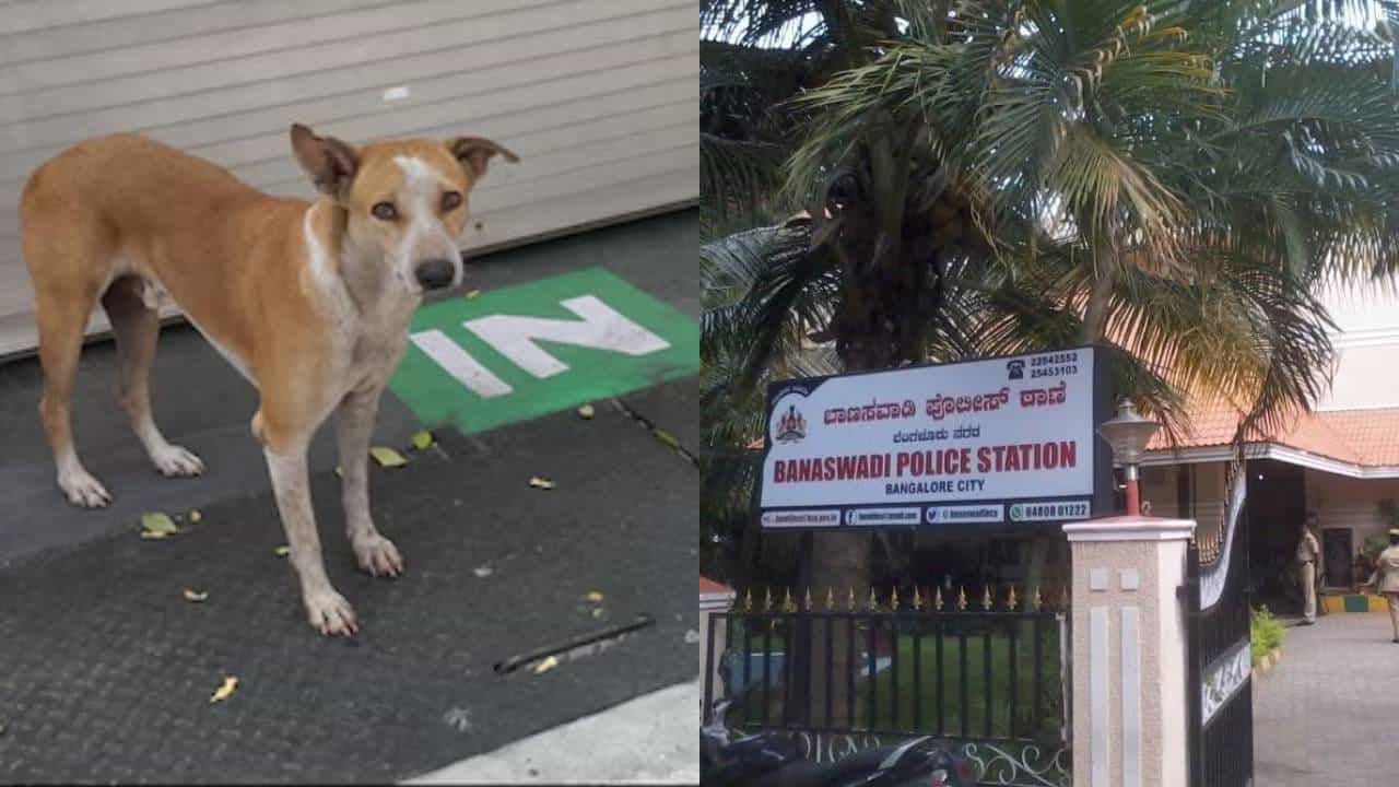 ಬೆಂಗಳೂರು: ಕಾಣೆಯಾದ ಬೀದಿ ನಾಯಿಗಾಗಿ ಪೊಲೀಸ್ ಠಾಣೆ ಮೆಟ್ಟಿಲೇರಿದ ಮಹಿಳೆ ಬೆಂಗಳೂರು: ಕಾಣೆಯಾದ ಬೀದಿ ನಾಯಿಗಾಗಿ ಪೊಲೀಸ್ ಠಾಣೆ ಮೆಟ್ಟಿಲೇರಿದ ಮಹಿಳೆ