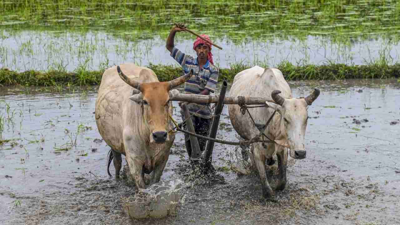 ಬಜೆಟ್ 2025: ಕೃಷಿ ವಲಯಕ್ಕೆ ಶೇ. 15ರಷ್ಟು ಹೆಚ್ಚು ಫಂಡಿಂಗ್ ಸಾಧ್ಯತೆ; ವಿವಿಧ ಕಾರ್ಯಗಳಿಗೆ ಹೆಚ್ಚು ಹಣ