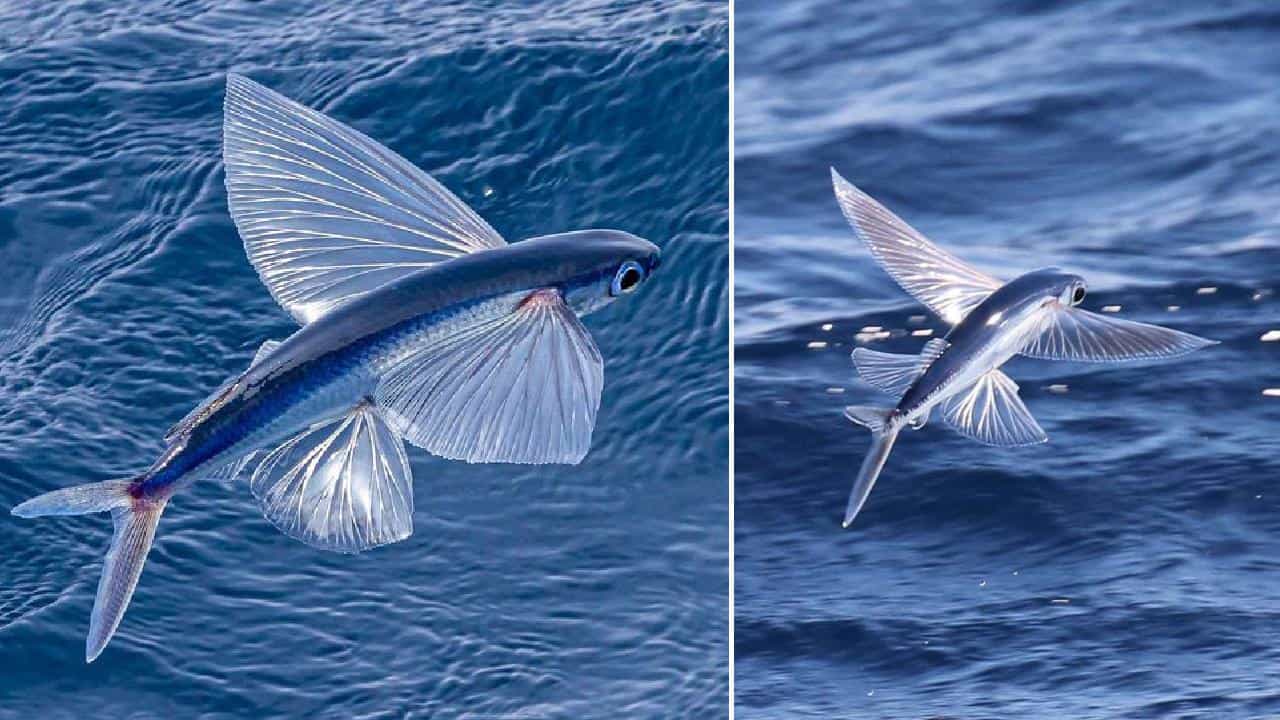Flying Fish: ಈ ಮೀನು ಈಜುವುದರ ಜೊತೆಗೆ ಹಾರಬಲ್ಲದು