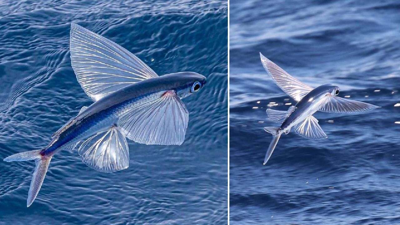 Flying Fish: ಈ ಮೀನು ಈಜುವುದರ ಜೊತೆಗೆ ಹಾರಬಲ್ಲದು