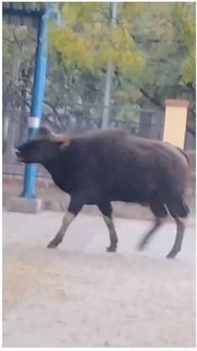 ಧ್ವಜಾರೋಹಣ ವೇಳೆ ಕಾಡುಕೋಣ ಎಂಟ್ರಿ