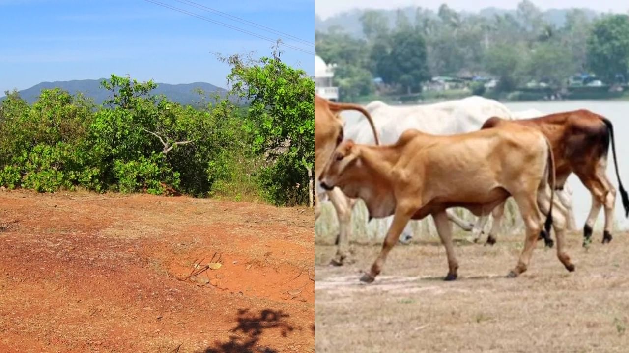 ಹೊನ್ನಾವರ: ಗೋಮಾಂಸ ಕದ್ದೊಯ್ದ ಕೇಸ್​ಗೆ ತಿರುವು, ವರ್ಷದಲ್ಲಿ 100 ಹಸುಗಳ ಕದ್ದು ಮಾರಾಟ ಮಾಡಿದ ಶಂಕೆ