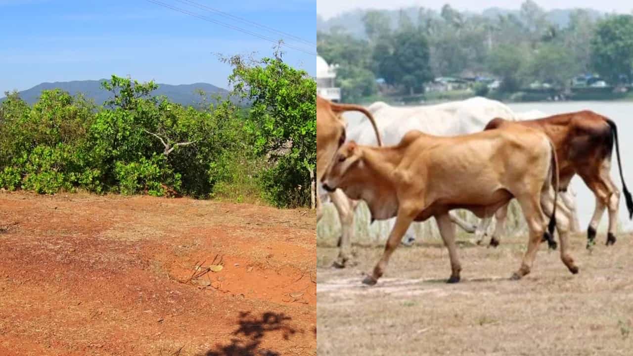 ಹೊನ್ನಾವರ: ಗೋಮಾಂಸ ಕದ್ದೊಯ್ದ ಕೇಸ್ಗೆ ತಿರುವು, ವರ್ಷದಲ್ಲಿ 100 ಹಸುಗಳ ಕದ್ದು ಮಾರಾಟ ಮಾಡಿದ ಶಂಕೆ ಹೊನ್ನಾವರ: ಗೋಮಾಂಸ ಕದ್ದೊಯ್ದ ಕೇಸ್ಗೆ ತಿರುವು, ವರ್ಷದಲ್ಲಿ 100 ಹಸುಗಳ ಕದ್ದು ಮಾರಾಟ ಮಾಡಿದ ಶಂಕೆ