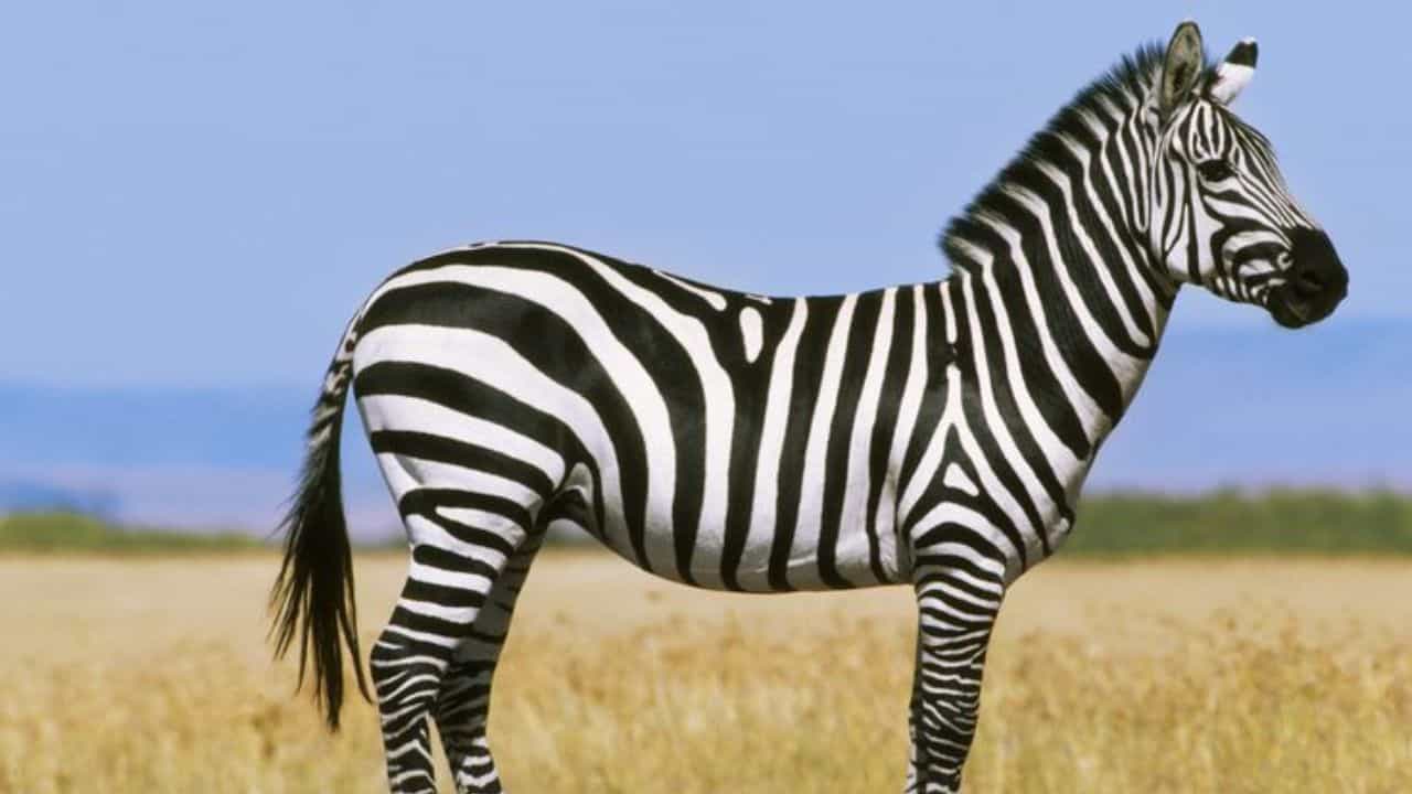 International Zebra Day 2025: ಪರಿಸರ ಸಮತೋಲನಕ್ಕೆ ಜೀಬ್ರಾಗಳ ಸಂರಕ್ಷಣೆ ಅತ್ಯಗತ್ಯ, ಎಲ್ಲರಿಗೂ ಬೇಕು ಜಾಗೃತಿ