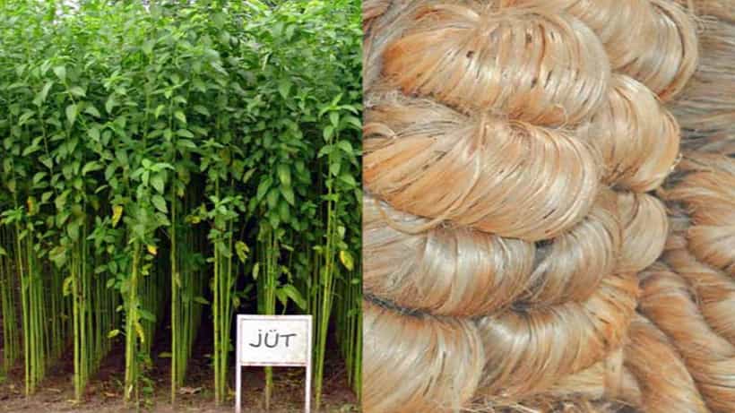 ಸೆಣಬಿಗೆ ಬೆಂಬಲ ಬೆಲೆ ಹೆಚ್ಚಳ; ಕ್ವಿಂಟಾಲ್ಗೆ ಈಗ 5,650 ರೂ; ಬೇರೆ ಬೆಳೆಗಳಿಗಿರುವ ಬೆಲೆಪಟ್ಟಿ