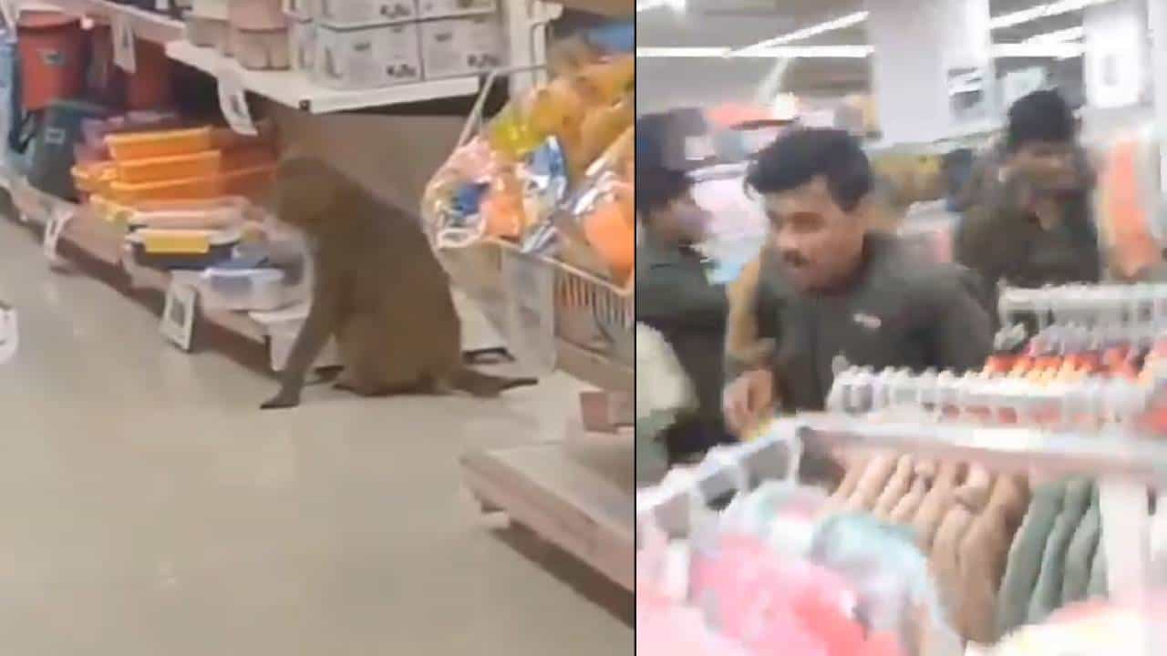 Viral: ಮಾಲ್ನಲ್ಲಿ ಕೋತಿಯ ಕಾಟಕ್ಕೆ ಹೈರಾಣಾದ ಯುವತಿ; ವಿಡಿಯೋ ವೈರಲ್ Viral: ಮಾಲ್ನಲ್ಲಿ ಕೋತಿಯ ಕಾಟಕ್ಕೆ ಹೈರಾಣಾದ ಯುವತಿ; ವಿಡಿಯೋ ವೈರಲ್