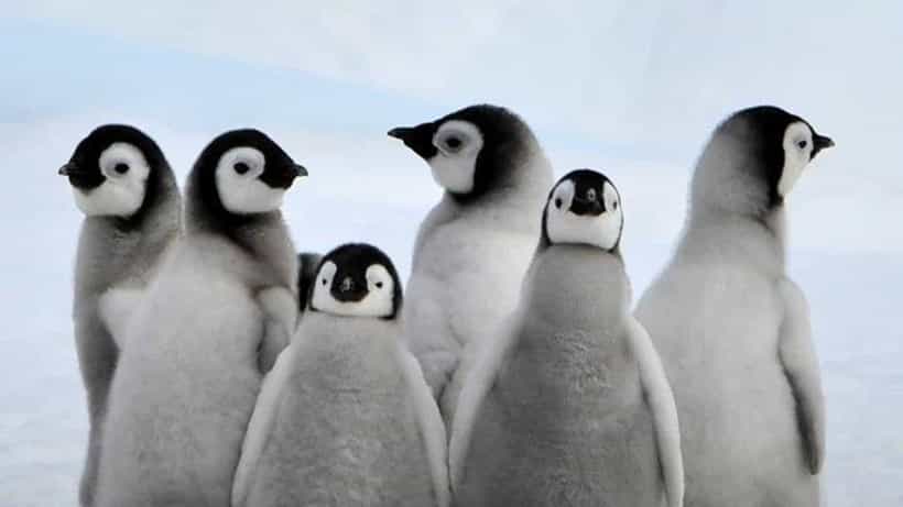 Penguin Awareness Day 2025: ಅಳಿವಿನಂಚಿನಲ್ಲಿ ಪೆಂಗ್ವಿನ್ ಸಂತತಿ; ಮುದ್ದಾದ ಪಕ್ಷಿಯ ರಕ್ಷಣೆಯ ಕುರಿತು ಬೇಕಿದೆ ಜಾಗೃತಿ