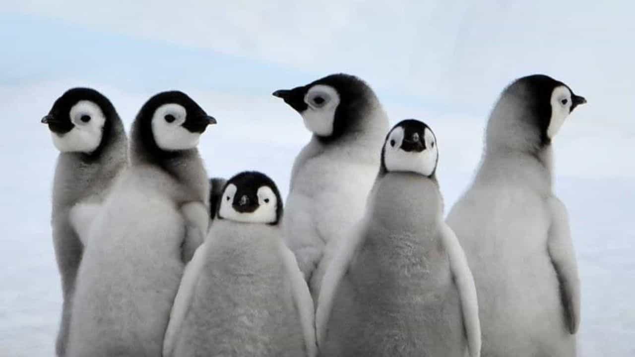 Penguin Awareness Day 2025: ಅಳಿವಿನಂಚಿನಲ್ಲಿ ಪೆಂಗ್ವಿನ್ ಸಂತತಿ; ಮುದ್ದಾದ ಪಕ್ಷಿಯ ರಕ್ಷಣೆಯ ಕುರಿತು ಬೇಕಿದೆ ಜಾಗೃತಿ Penguin Awareness Day 2025: ಅಳಿವಿನಂಚಿನಲ್ಲಿ ಪೆಂಗ್ವಿನ್ ಸಂತತಿ; ಮುದ್ದಾದ ಪಕ್ಷಿಯ ರಕ್ಷಣೆಯ ಕುರಿತು ಬೇಕಿದೆ ಜಾಗೃತಿ