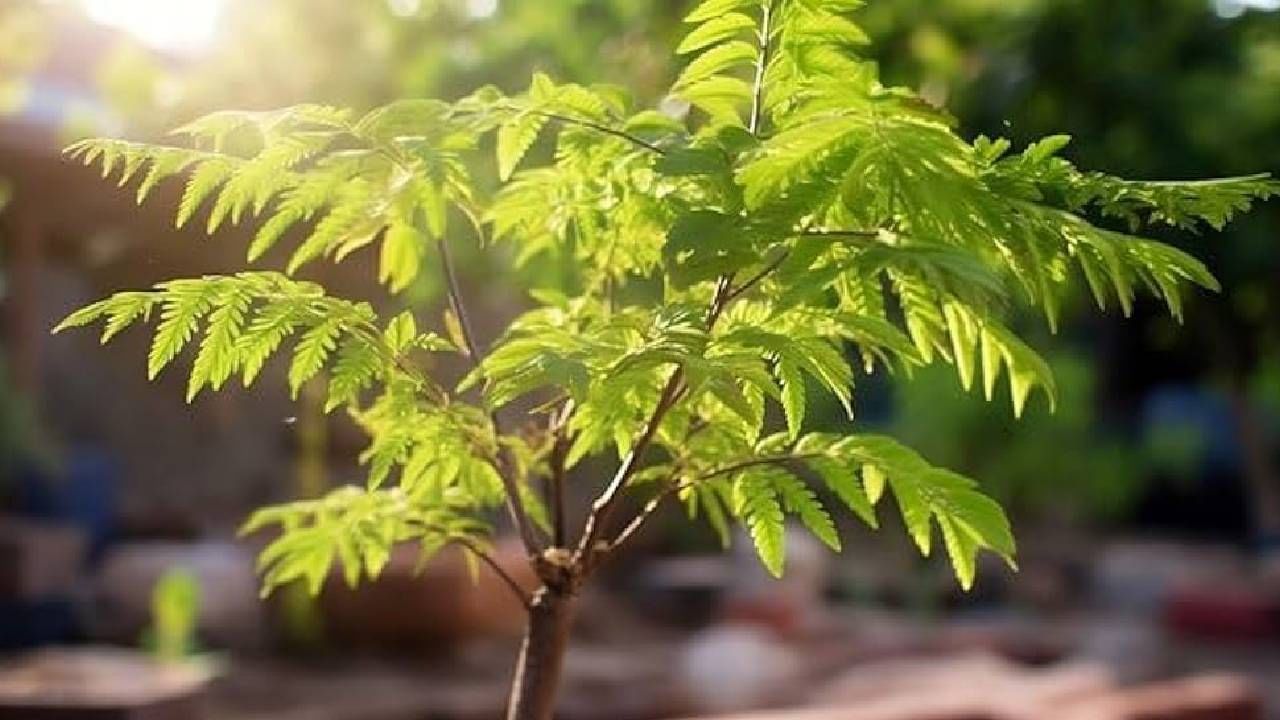 Vastu Tips: ಬೇವಿನ ಗಿಡ ನೆಡುವ ಮೊದಲು ಈ ವಿಷ್ಯ ತಿಳಿದುಕೊಳ್ಳಿ Vastu Tips: ಬೇವಿನ ಗಿಡ ನೆಡುವ ಮೊದಲು ಈ ವಿಷ್ಯ ತಿಳಿದುಕೊಳ್ಳಿ