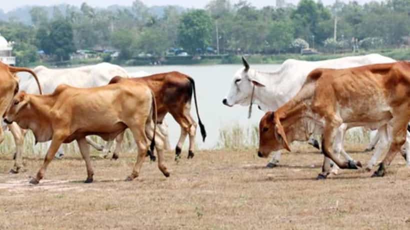ಗರ್ಭ ಧರಿಸಿದ್ದ ಹಸು ಕಡಿದ ಕೇಸ್: ಗೋಹಂತಕರ ಸುಳಿವು ಕೊಟ್ಟವರಿಗೆ ಬಹುಮಾನ ಘೋಷಣೆ