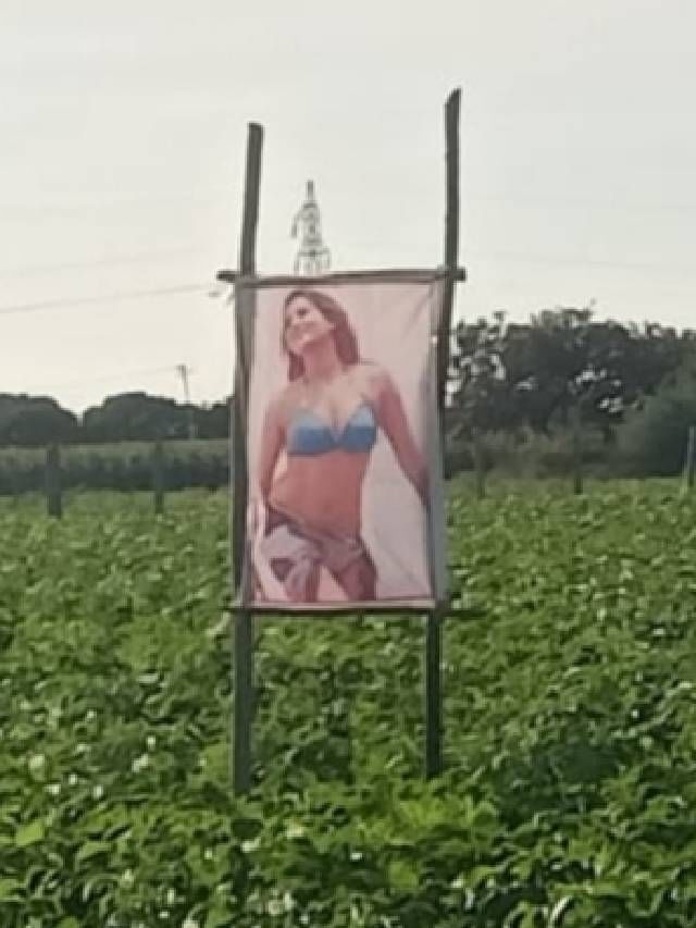 ಆಲೂಗಡ್ಡೆ ತೋಟದ ಕಾವಲಿಗೆ ತೆಲುಗು ಚಿತ್ರರಂಗದ ಹೀರೋಯಿನ್​ಗಳು