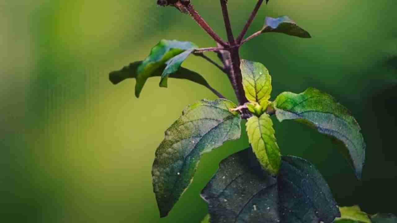 ತುಳಸಿ ಎಲೆಗಳನ್ನು ಈ ರೀತಿ ಸೇವನೆ ಮಾಡಿದರೆ ಯಾವ ರೋಗವೂ ಬರುವುದಿಲ್ಲ