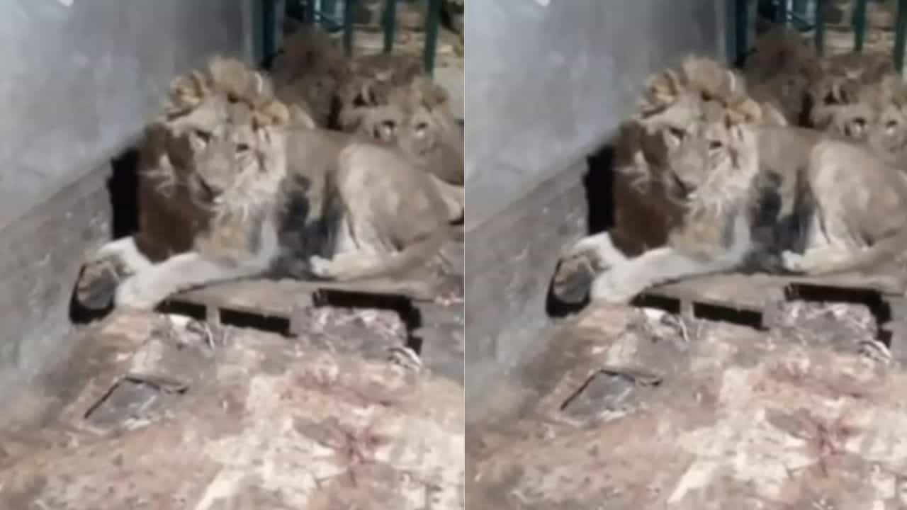 Viral: ಗೆಳತಿಯನ್ನು ಮೆಚ್ಚಿಸಲು ಸಿಂಹದ ಬೋನಿಗೆ ಹೋಗಿ ವಿಡಿಯೋ ಮಾಡಿದ ಪ್ರೇಮಿ; ಮುಂದೇನಾಯ್ತು ನೋಡಿ… Viral: ಗೆಳತಿಯನ್ನು ಮೆಚ್ಚಿಸಲು ಸಿಂಹದ ಬೋನಿಗೆ ಹೋಗಿ ವಿಡಿಯೋ ಮಾಡಿದ ಪ್ರೇಮಿ; ಮುಂದೇನಾಯ್ತು ನೋಡಿ…
