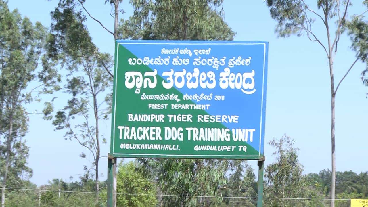 ಬಂಡೀಪುರ ಅರಣ್ಯ ರಾಜ್ಯದಲ್ಲೇ ಅತಿ ಹೆಚ್ಚು ಹುಲಿ ಹಾಗೂ ಆನೆಗಳಿರುವ ತಾಣ ಎಂಬ ಹೆಗ್ಗಳಿಕೆಗೆ ಪಾತ್ರವಾಗಿದೆ. ಇದೀಗ, ಇಲ್ಲಿ ದೇಶದಲ್ಲೇ ಮೊದಲ ಟ್ರ್ಯಾಕರ್ ಡಾಗ್ ತರಬೇತಿ ಕೇಂದ್ರ ಆರಂಭಗೊಂಡಿದೆ. ಅಷ್ಟಕ್ಕೂ ನಾಯಿಗಳಿಗೇಕೆ ತರಬೇತಿ ನೀಡಲಾಗುತ್ತಿದೆ? ಇಲ್ಲಿದೆ ವಿವರ
