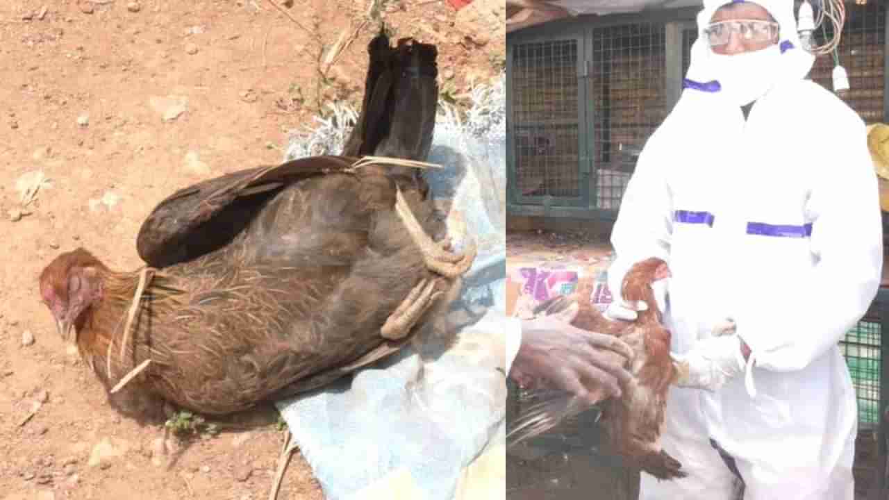 ಚಿಕ್ಕಬಳ್ಳಾಪುರದಲ್ಲಿ ಹಕ್ಕಿ ಜ್ವರ ದೃಢ: ಸಾಕು ಕೋಳಿಗಳ ಸಾಮೂಹಿಕ‌ ಹತ್ಯೆ