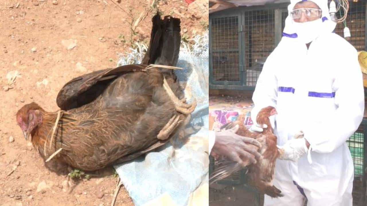 ಚಿಕ್ಕಬಳ್ಳಾಪುರದಲ್ಲಿ ಹಕ್ಕಿ ಜ್ವರ ದೃಢ: ಸಾಕು ಕೋಳಿಗಳ ಸಾಮೂಹಿಕ‌ ಹತ್ಯೆ