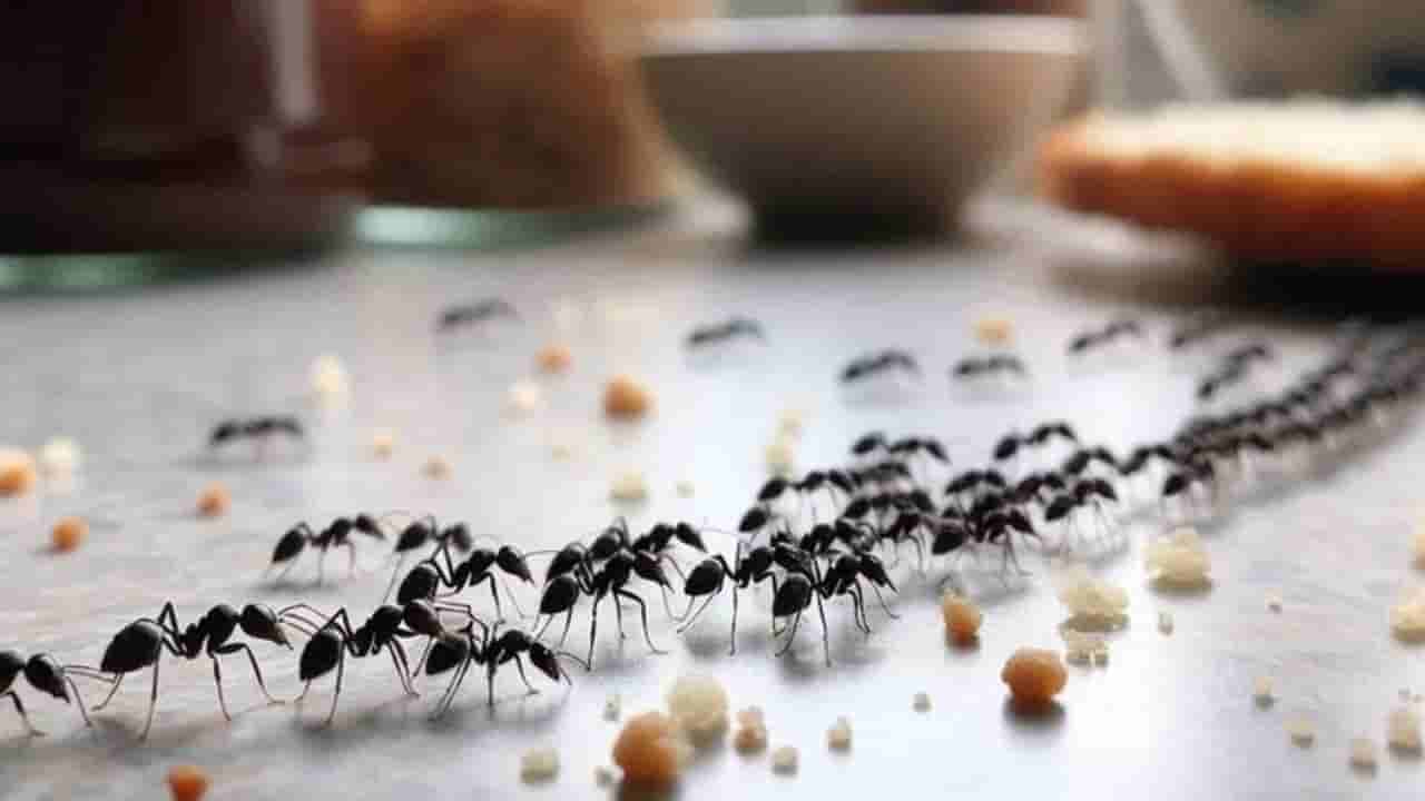 ಕಪ್ಪು ಇರುವೆಗೆ ಪ್ರತಿದಿನ ಈ ಆಹಾರವನ್ನು ನೀಡಿ, ಇದು ನಿಮಗಾಗಿ ಶನಿ ದೇವರಲ್ಲಿ ಪ್ರಾರ್ಥಿಸುತ್ತದೆ