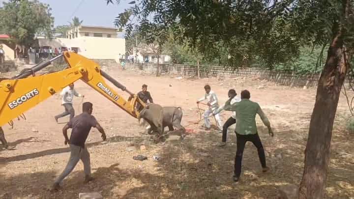 ಪುಂಡಾಟ ಮಾಡುತ್ತಿದ್ದ ಎಮ್ಮೆ ಕಟ್ಟಿಹಾಕಲು ಜೆಸಿಬಿಯೇ ಬರಬೇಕಾಯ್ತು! ಪುಂಡಾಟ ಮಾಡುತ್ತಿದ್ದ ಎಮ್ಮೆ ಕಟ್ಟಿಹಾಕಲು ಜೆಸಿಬಿಯೇ ಬರಬೇಕಾಯ್ತು!