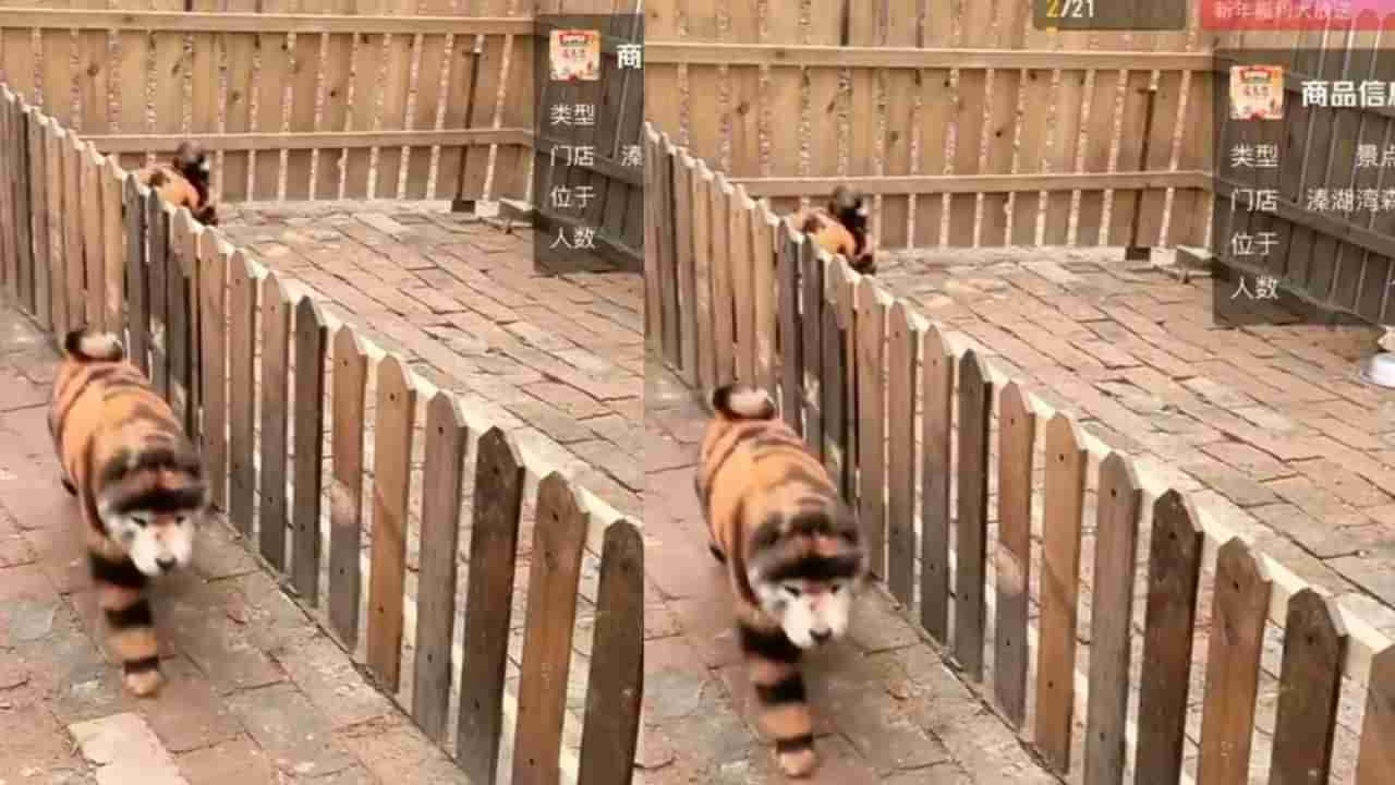 Viral: ಹುಲಿಯಂತೆ ಕಾಣಲು ನಾಯಿಗಳಿಗೆ ಬಣ್ಣ ಬಳಿದ ಚೀನಾದ ಮೃಗಾಲಯ; ವಿಡಿಯೋ ವೈರಲ್