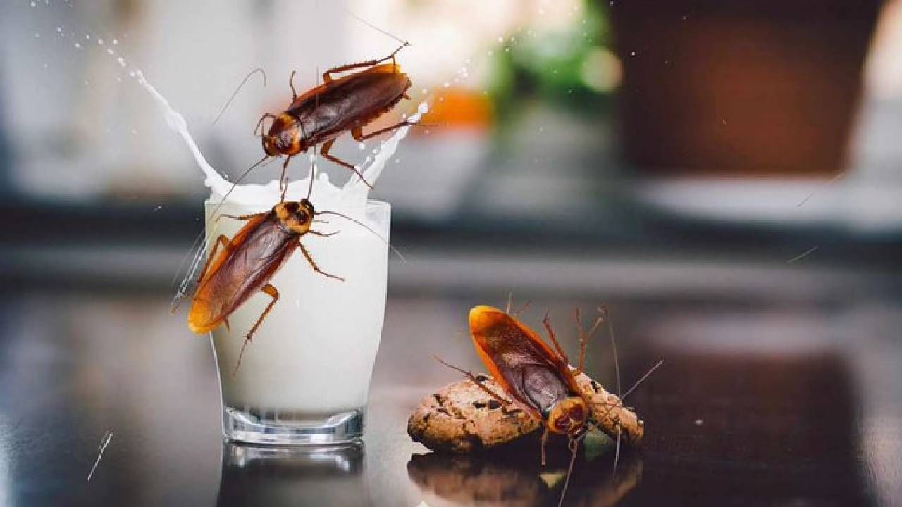 ಹಸು, ಎಮ್ಮೆಯ ಹಾಲಿಗಿಂತ ಮೂರು ಪಟ್ಟು ಉತ್ತಮವಂತೆ ಜಿರಳೆ ಹಾಲು! ಹಸು, ಎಮ್ಮೆಯ ಹಾಲಿಗಿಂತ ಮೂರು ಪಟ್ಟು ಉತ್ತಮವಂತೆ ಜಿರಳೆ ಹಾಲು!