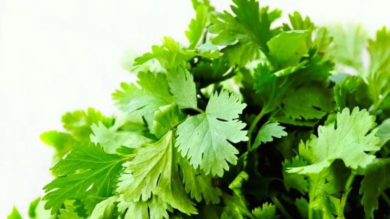 ರಾತ್ರಿ ಕೊತ್ತಂಬರಿ ಸೊಪ್ಪಿನ ನೀರು ಕುಡಿಯುವುದರಿಂದಾಗುವ  ಆರೋಗ್ಯ ಪ್ರಯೋಜನಗಳು