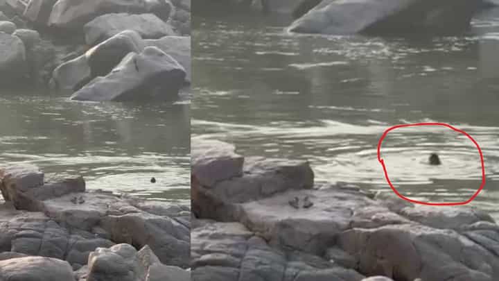ತುಂಗಭದ್ರಾ ನದಿಯಲ್ಲಿ ನೀರುಪಾಲು, ಕೊನೇ ಕ್ಷಣದಲ್ಲಿ ಜೀವ ಉಳಿಸಿಕೊಳ್ಳಲು ಒದ್ದಾಡಿದ್ದ ವೈದ್ಯೆ, ವಿಡಿಯೋ ಇಲ್ಲಿದೆ ತುಂಗಭದ್ರಾ ನದಿಯಲ್ಲಿ ನೀರುಪಾಲು, ಕೊನೇ ಕ್ಷಣದಲ್ಲಿ ಜೀವ ಉಳಿಸಿಕೊಳ್ಳಲು ಒದ್ದಾಡಿದ್ದ ವೈದ್ಯೆ, ವಿಡಿಯೋ ಇಲ್ಲಿದೆ